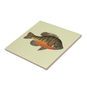 Bluegill Brei Fliese