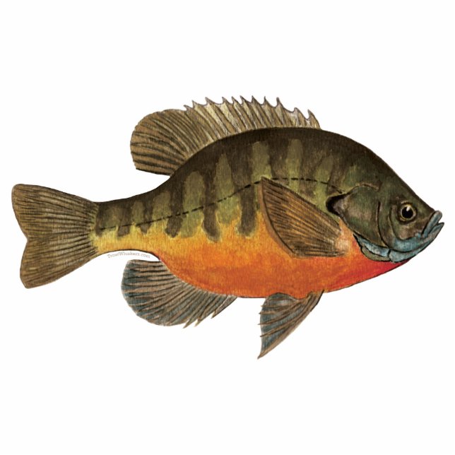 Bluegill Brei Fotoskulptur Magnet (Vorne)