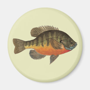 Bluegill Brei Magnet