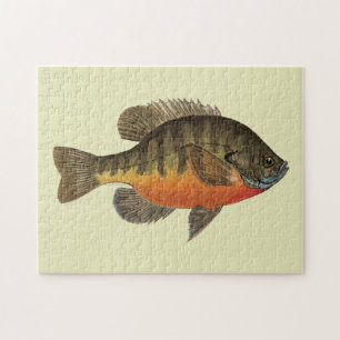 Bluegill Brei Puzzle