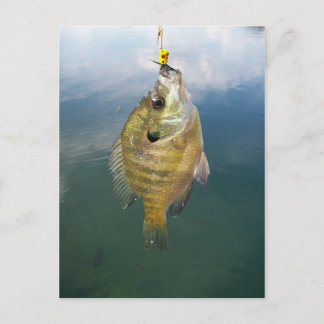 Bluegill Catch Postkarte
