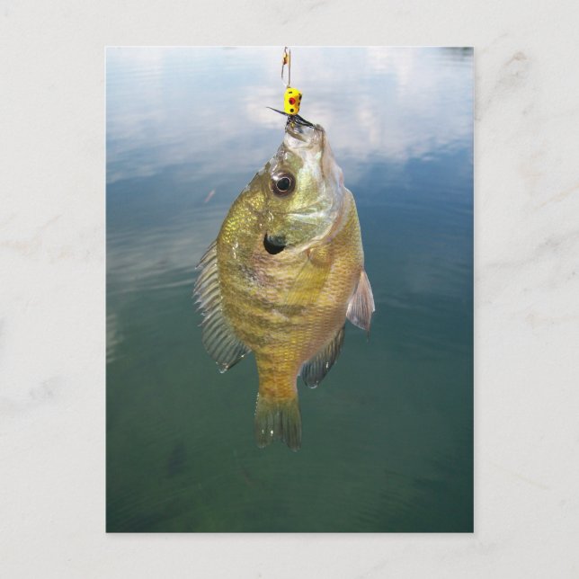 Bluegill Catch Postkarte (Vorderseite)