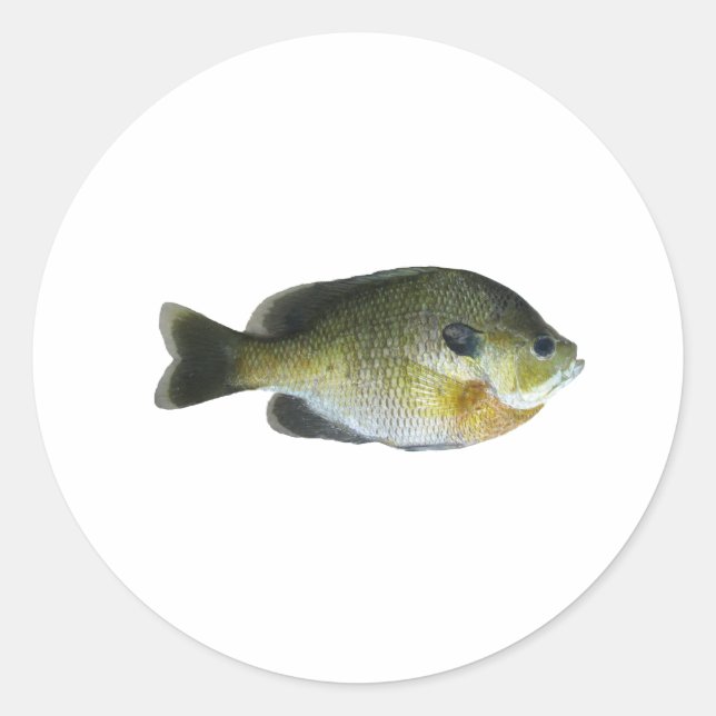 Bluegill Sunfish Foto Runder Aufkleber (Vorderseite)