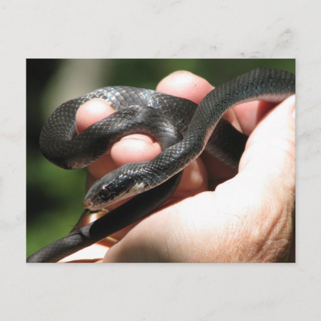 Blueish Black Racer Postkarte (Vorderseite)