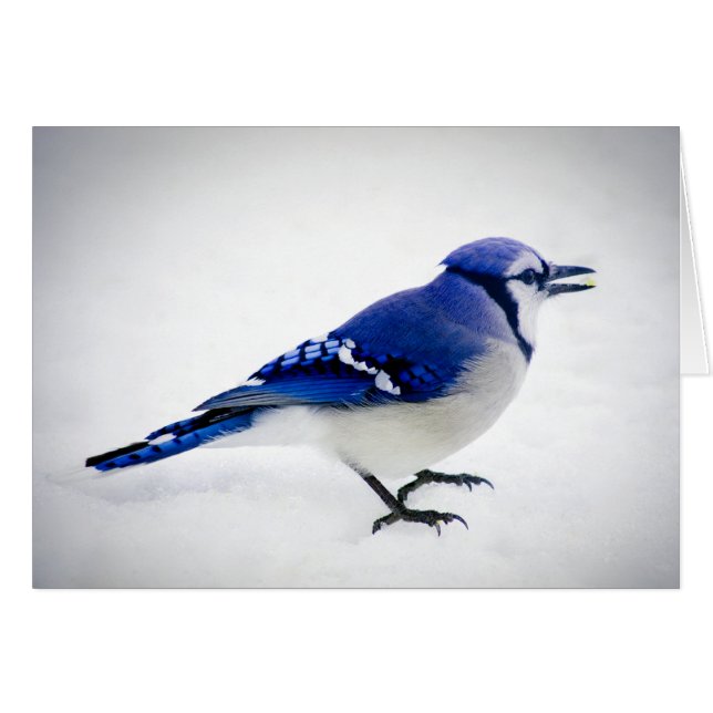 BlueJay (Vorderseite (Horizontal))