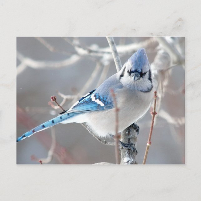 Bluejay 1 postkarte (Vorderseite)