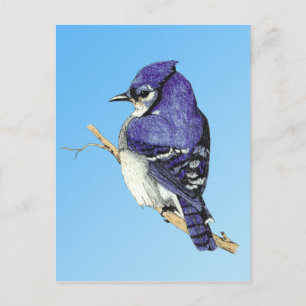 Bluejay 3 Postcard Postkarte