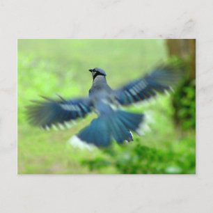 Bluejay in der Flugpostkarte Postkarte