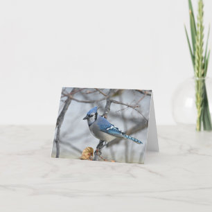 Bluejay leere Notizkarte. Dankeskarte
