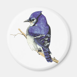 Bluejay Magnet