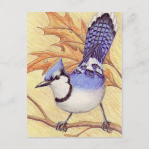 Bluejay Postcard Postkarte