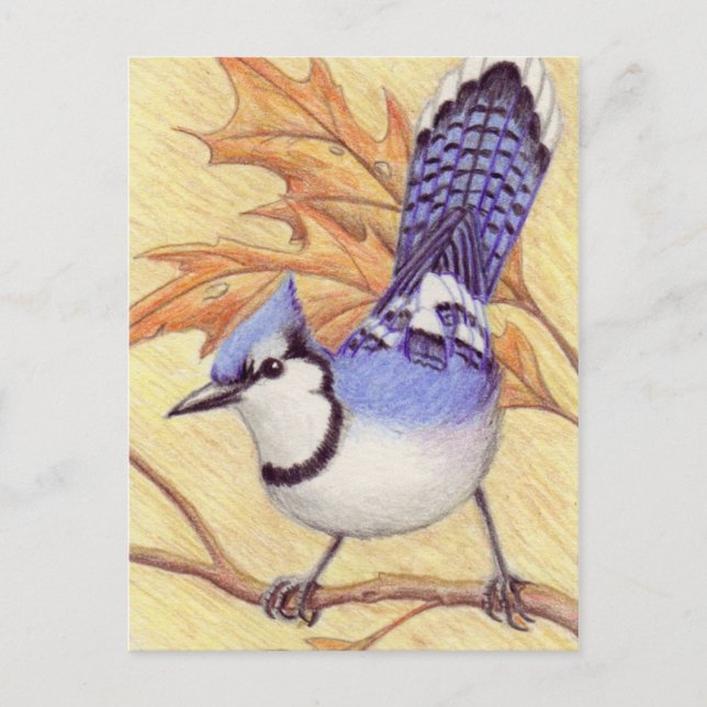 Bluejay Postcard Postkarte (Vorderseite)