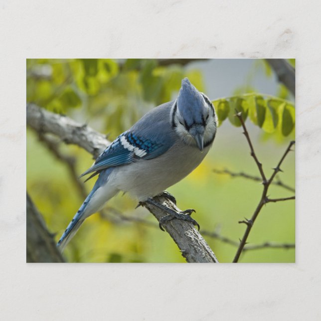 Bluejay Postcard Postkarte (Vorderseite)