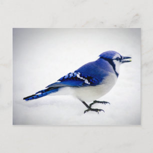 BlueJay Postkarte