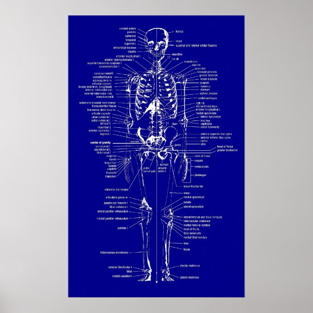 Blueprint Style Skelett Poster (Vorne)