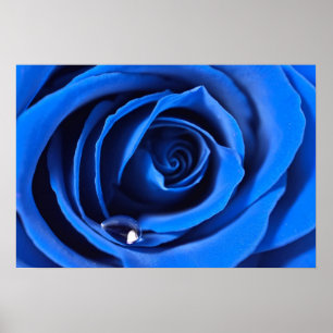 BlueRose Poster