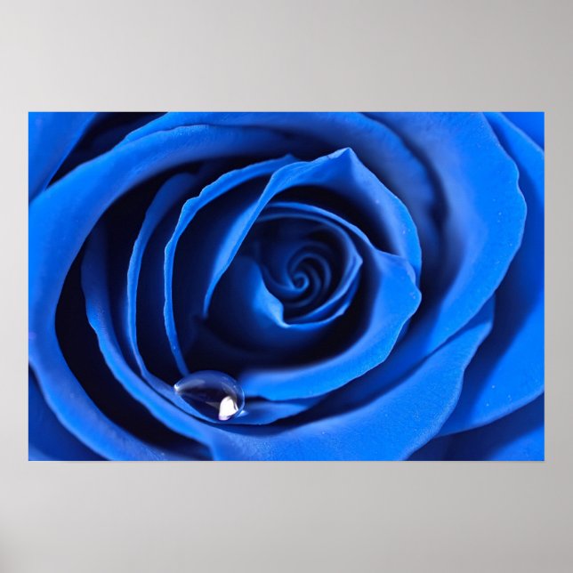 BlueRose Poster (Vorne)
