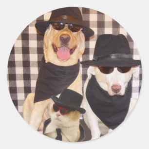 Blues Labradore und Coole Katze Runder Aufkleber