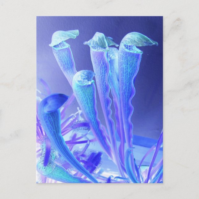 Blues sarracenia postkarte (Vorderseite)