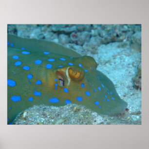 Bluespott Ribbontail Ray Poster