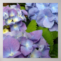 Bluest Blue Hydrangeas