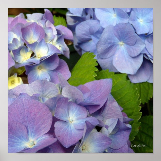 Bluest Blue Hydrangeas Poster (Vorne)