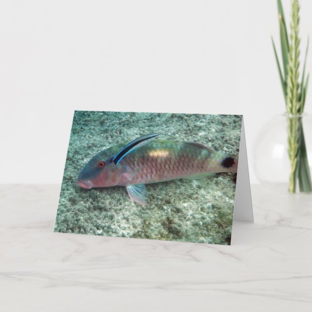 Bluestreak ReinigerWrasse (Labroides dimidiatus) Karte (Vorderseite)