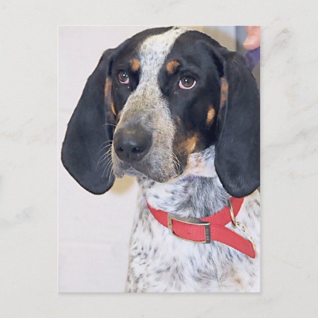 Bluetick Coonhound Foto Postkarte (Vorderseite)