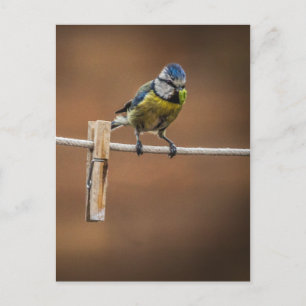 Bluetit auf einer Waschlinie Postkarte