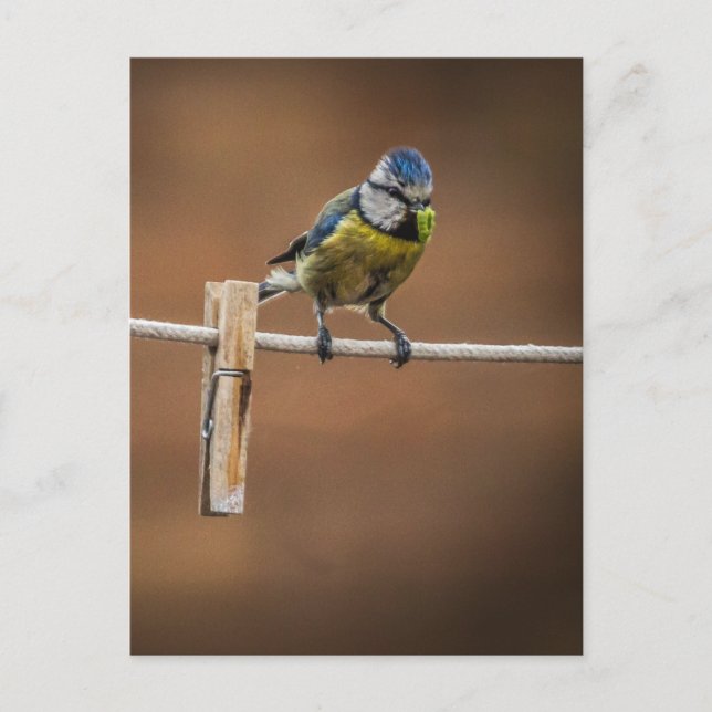 Bluetit auf einer Waschlinie Postkarte (Vorderseite)
