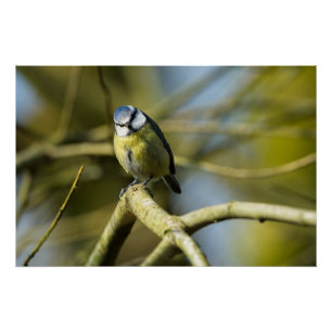 Bluetit beim Betrachten der Kamera Poster