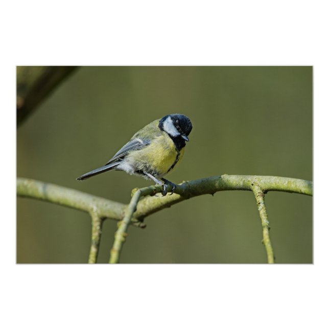 Bluetit im Baum Poster (Vorderseite)