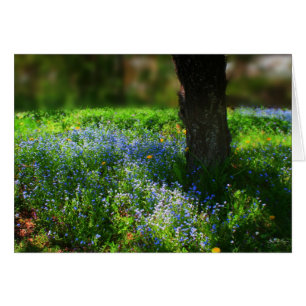 Bluets im Sonnenlicht