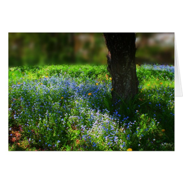 Bluets im Sonnenlicht (Vorderseite (Horizontal))