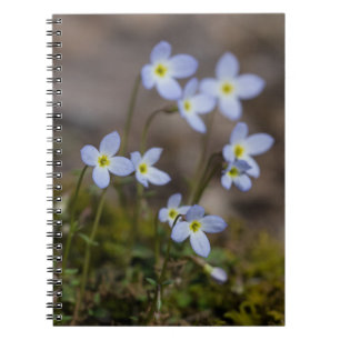 Bluets kleines lila Blumen-Wildblume-Notizbuch Notizblock