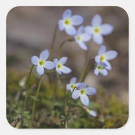 Bluets Little Purple Blumen Wildblume Stickers