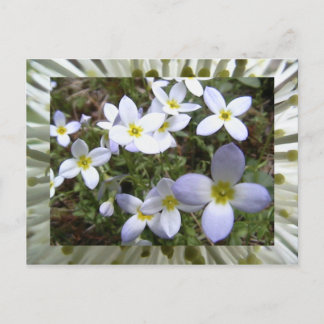 bluets postkarte