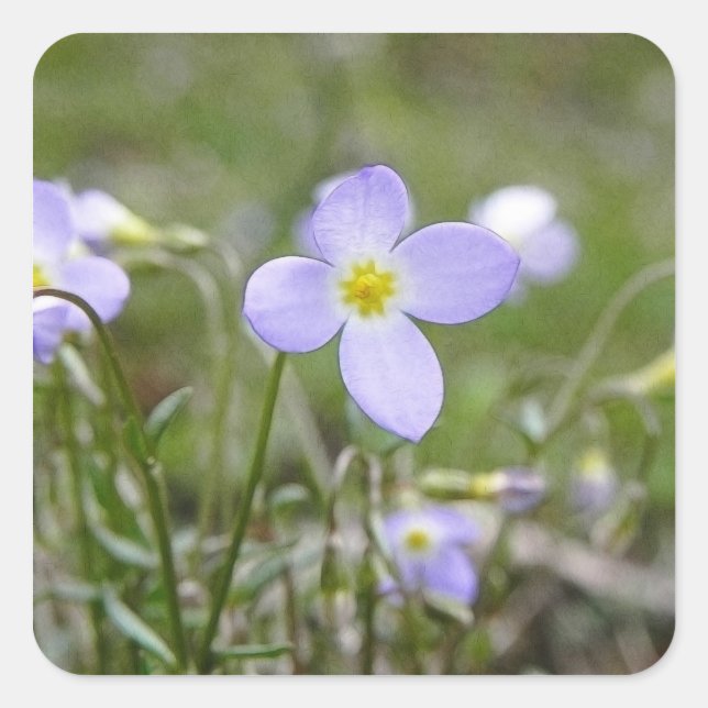 Bluets - Quäker-Damen Quadratischer Aufkleber (Vorderseite)