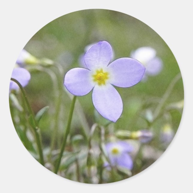 Bluets - Quaker Ladys Runder Aufkleber (Vorderseite)
