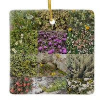 Blühen am Meer: Asilomar