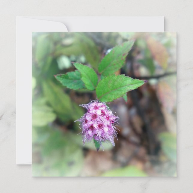 Blühen im Herbst (Vorderseite)