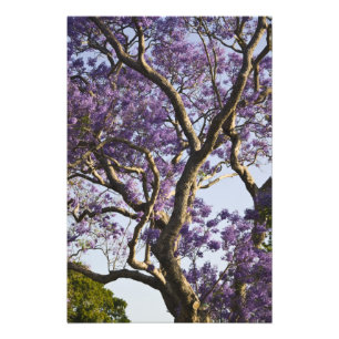 Blühen von Jacaranda Bäumen in New Farm Park, Fotodruck