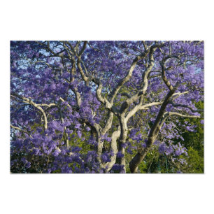 Blühen von Jacaranda Bäumen in New Farm Park, Fotodruck