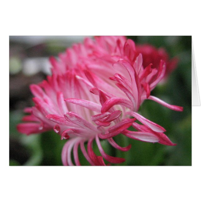 Blühende Anemone (Vorderseite (Horizontal))