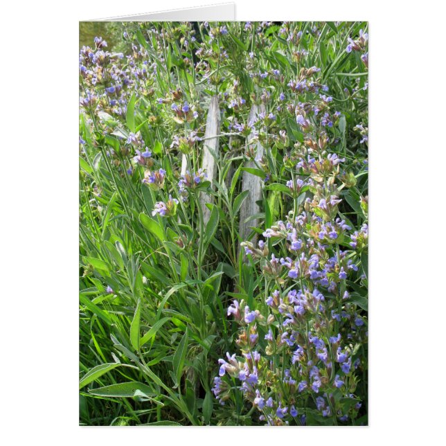 Blühende blaue Blutkörperchen-Blankenkarten (Vorne)