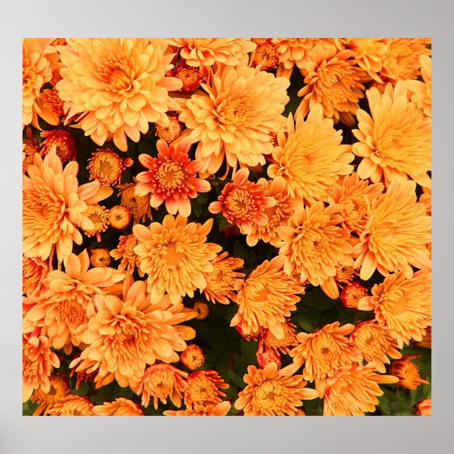 Blühende Blume, farbiger Hintergrund. Poster (Vorne)