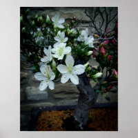 Blühende Bonsai