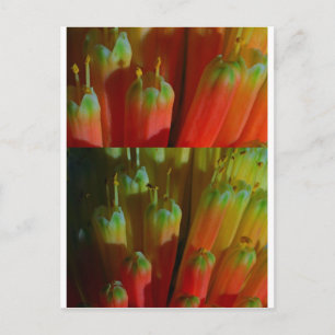 Blühende BUDS : Cactus Wild : Grüße, Glück Postkarte