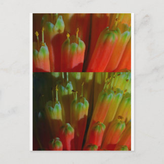 Blühende BUDS : Cactus Wild : Grüße, Glück Postkarte