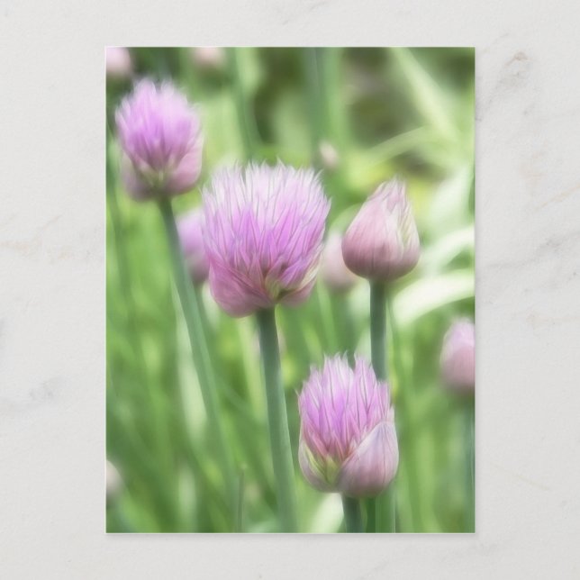 blühende Chives Postkarte (Vorderseite)